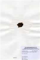 藏品(縱胞藻)的圖片